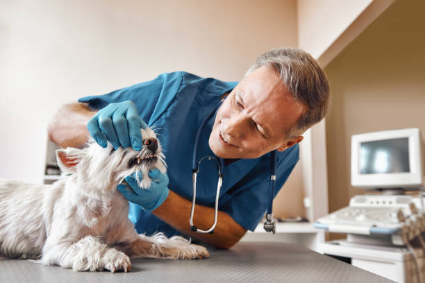 Best Emergency Dental Extractions in Seattle, WA
